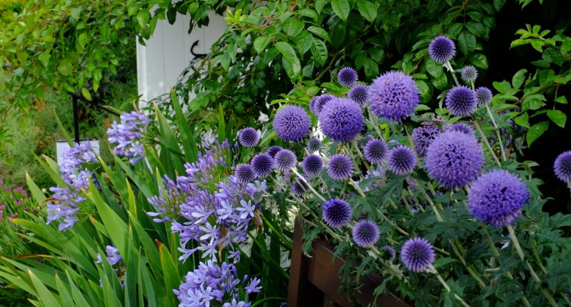 Agapanthus ‘ Headbourne Hybrids’ And Echinops Ritro ‘ Veitchs Blue’ Growing At Madingley