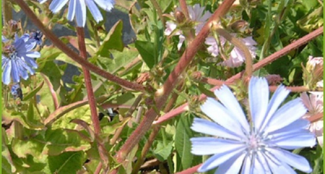 Cichorium Intybus