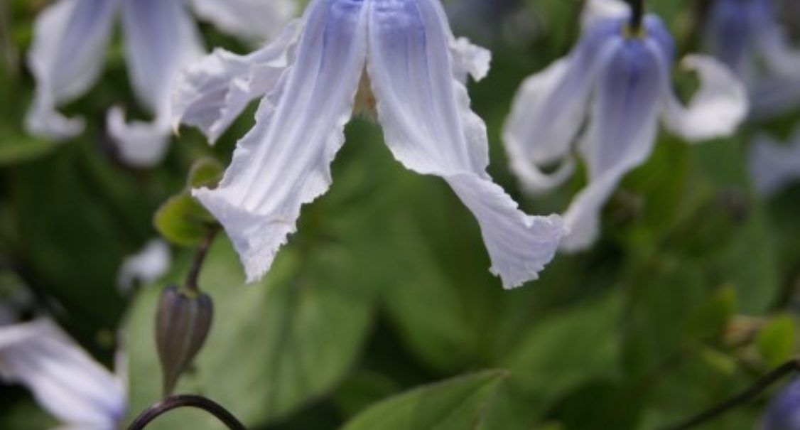 Clematis Integrifolia Twinkle