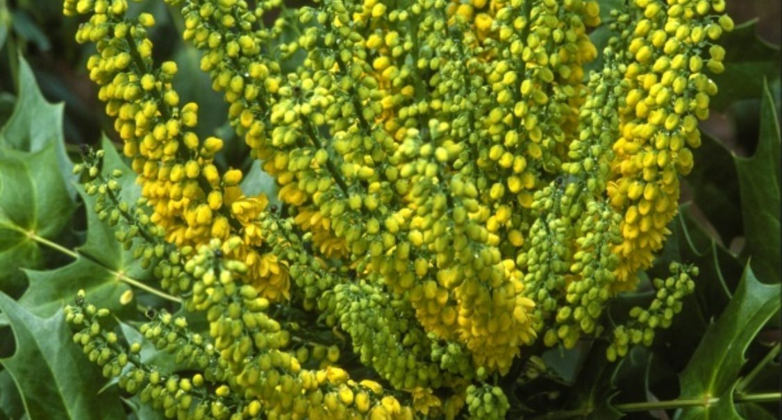 Mahonia By Howard Rice